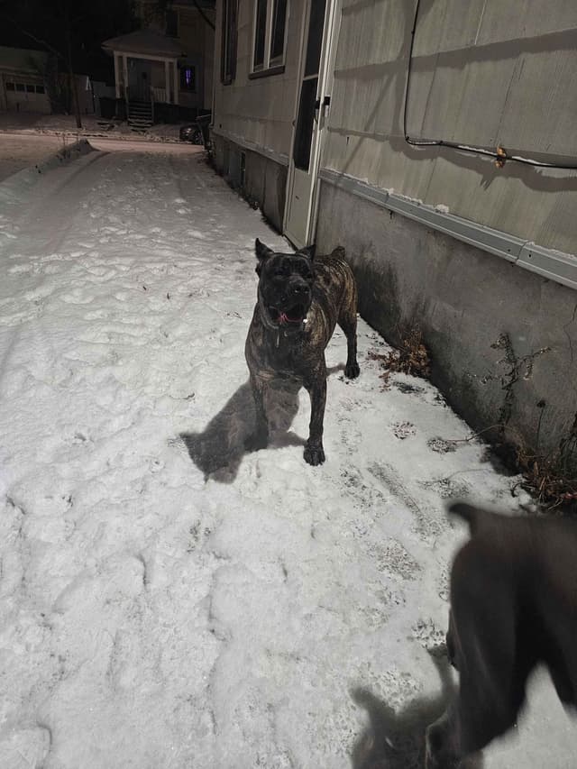 Best Cane Corso Puppies media 24