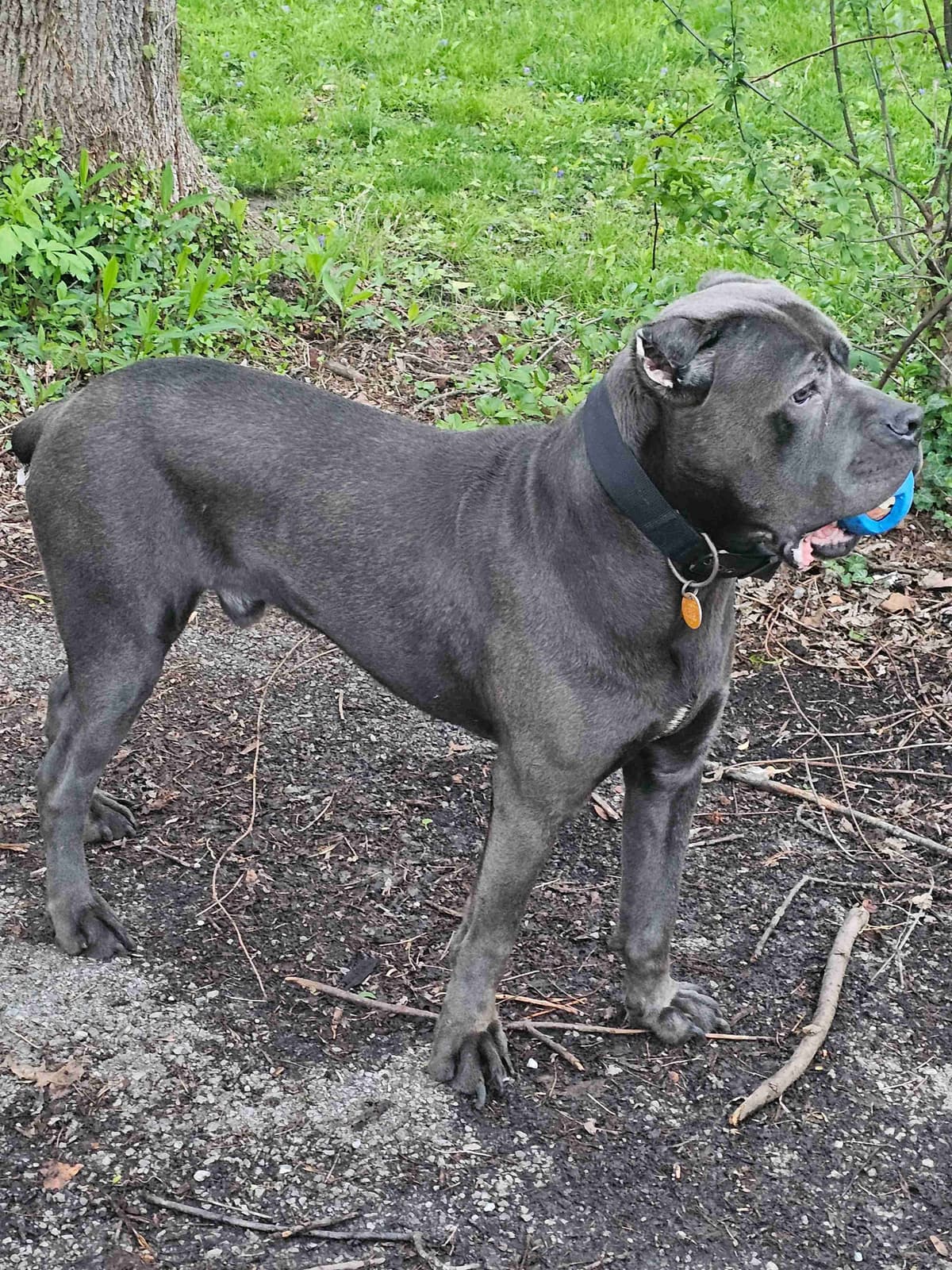 🐾 AKC Cane Corso Puppies Available 🐾 photo 3
