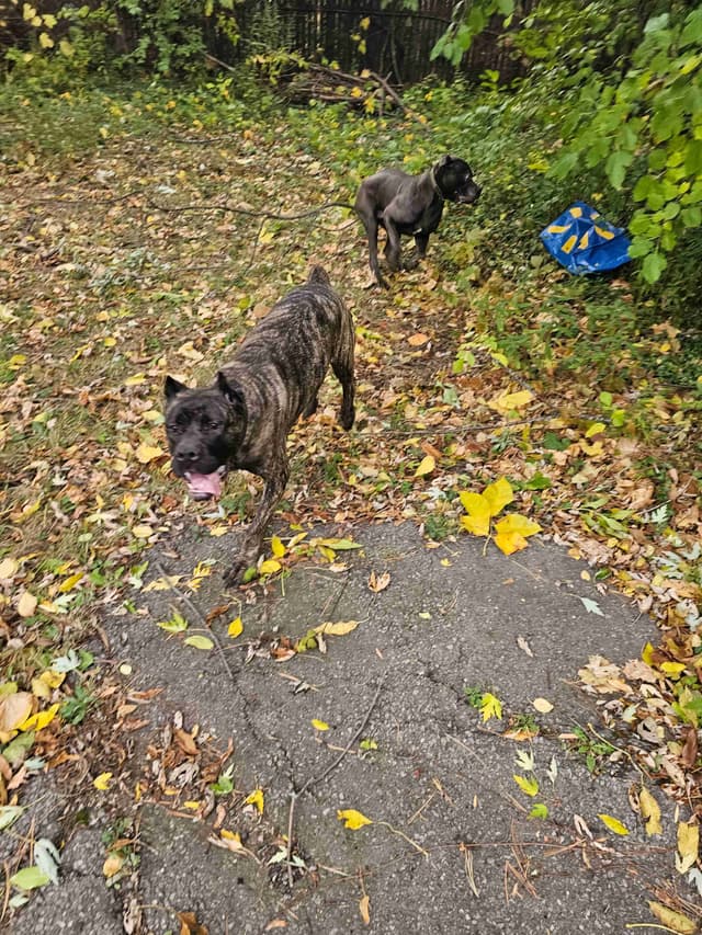 Best Cane Corso Puppies media 27
