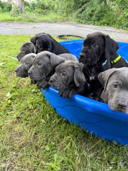 🐾 AKC Cane Corso Puppies Available 🐾 thumbnail 5