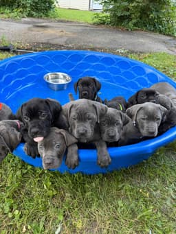 🐾 AKC Cane Corso Puppies Available 🐾 thumbnail 23