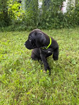 🐾 AKC Cane Corso Puppies Available 🐾 thumbnail 17