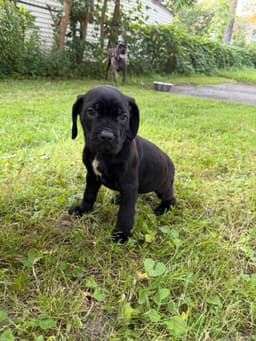 🐾 AKC Cane Corso Puppies Available 🐾 thumbnail 8