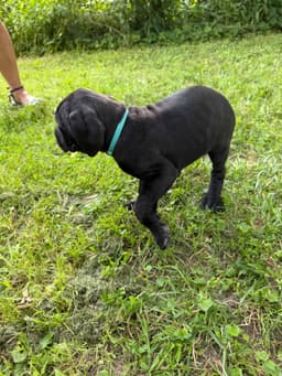 🐾 AKC Cane Corso Puppies Available 🐾 thumbnail 9