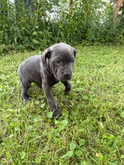 🐾 AKC Cane Corso Puppies Available 🐾 thumbnail 11