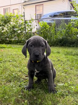 🐾 AKC Cane Corso Puppies Available 🐾 thumbnail 7