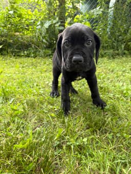 🐾 AKC Cane Corso Puppies Available 🐾 thumbnail 16