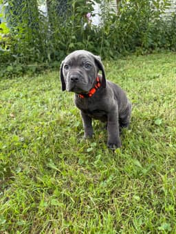 🐾 AKC Cane Corso Puppies Available 🐾 thumbnail 13