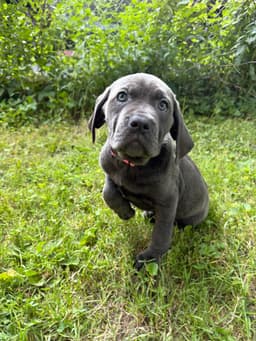 🐾 AKC Cane Corso Puppies Available 🐾 thumbnail 10