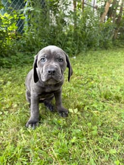 🐾 AKC Cane Corso Puppies Available 🐾 thumbnail 19