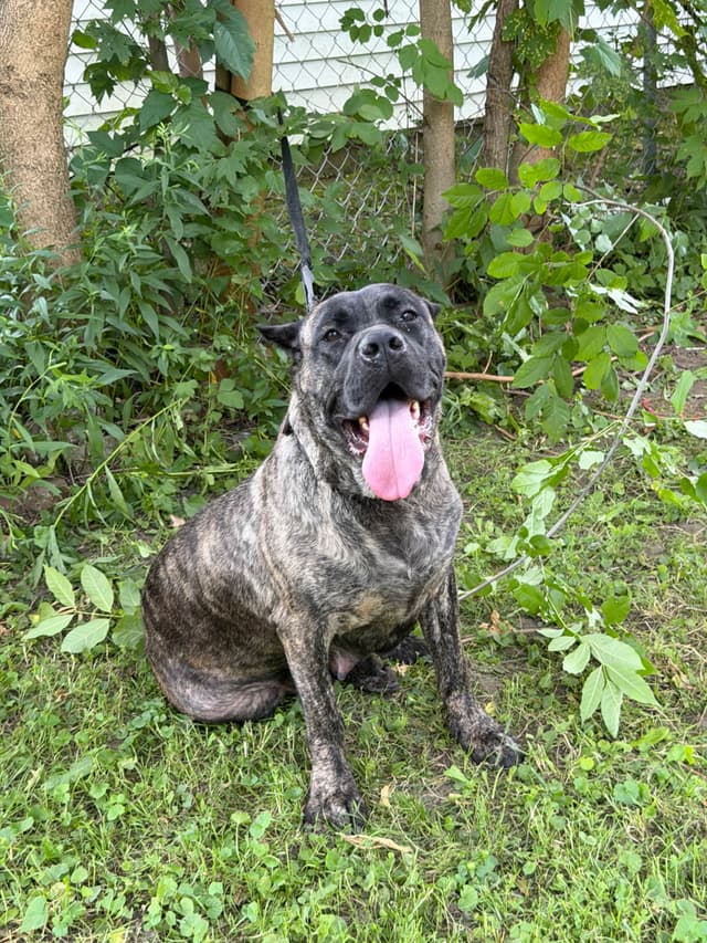 🐾 AKC Cane Corso Puppies Available 🐾
