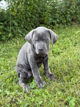 🐾 AKC Cane Corso Puppies Available 🐾 thumbnail 21