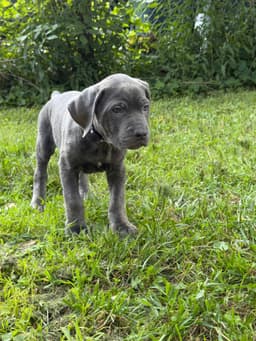 🐾 AKC Cane Corso Puppies Available 🐾 thumbnail 22
