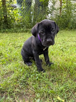 🐾 AKC Cane Corso Puppies Available 🐾 thumbnail 12
