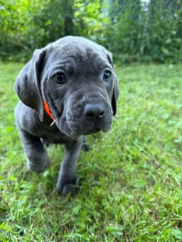 🐾 AKC Cane Corso Puppies Available 🐾 thumbnail 15