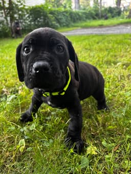 🐾 AKC Cane Corso Puppies Available 🐾 thumbnail 18