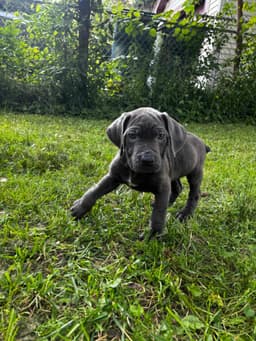 🐾 AKC Cane Corso Puppies Available 🐾 thumbnail 20