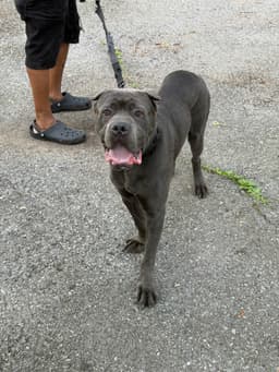 🐾 AKC Cane Corso Puppies Available 🐾 thumbnail 4