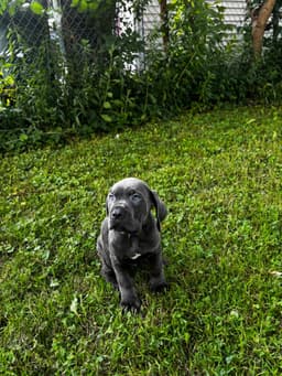 🐾 AKC Cane Corso Puppies Available 🐾 thumbnail 24