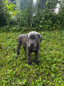 🐾 AKC Cane Corso Puppies Available 🐾 thumbnail 14