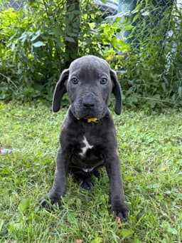 🐾 AKC Cane Corso Puppies Available 🐾 thumbnail 6