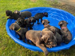 🐾 AKC Cane Corso Puppies Available 🐾 thumbnail 25