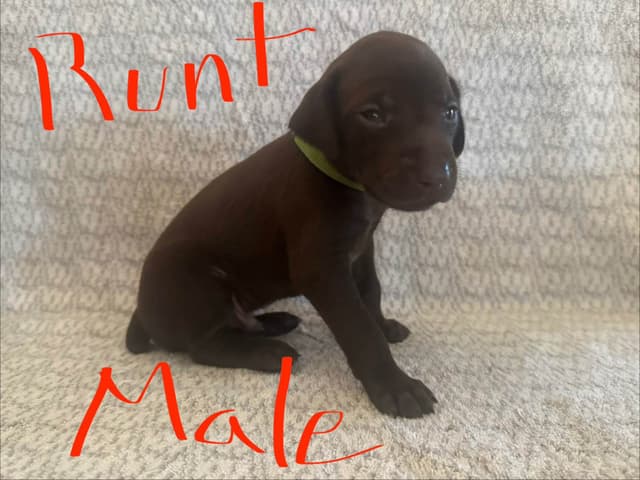 German Shorthaired Pointer Puppies media 2