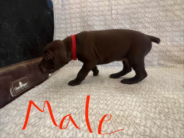 German Shorthaired Pointer Puppies media 4