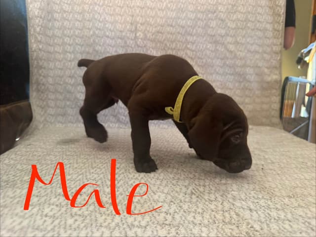 German Shorthaired Pointer Puppies media 3