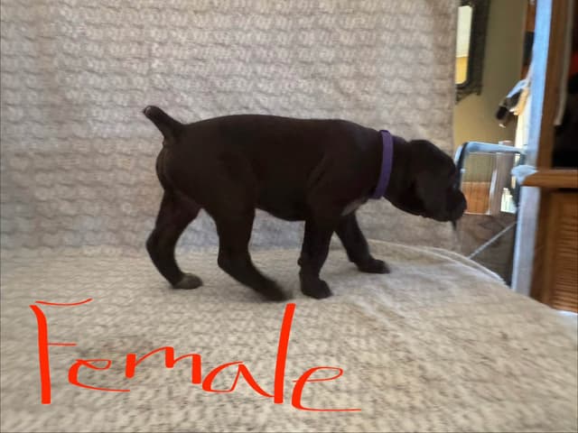 German Shorthaired Pointer Puppies media 5
