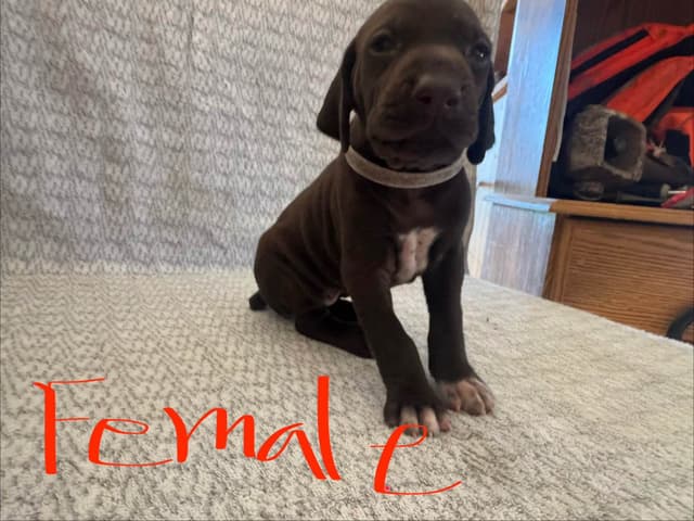 German Shorthaired Pointer Puppies media 6