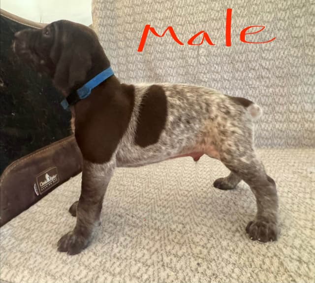 German Shorthaired Pointer Puppies media 7