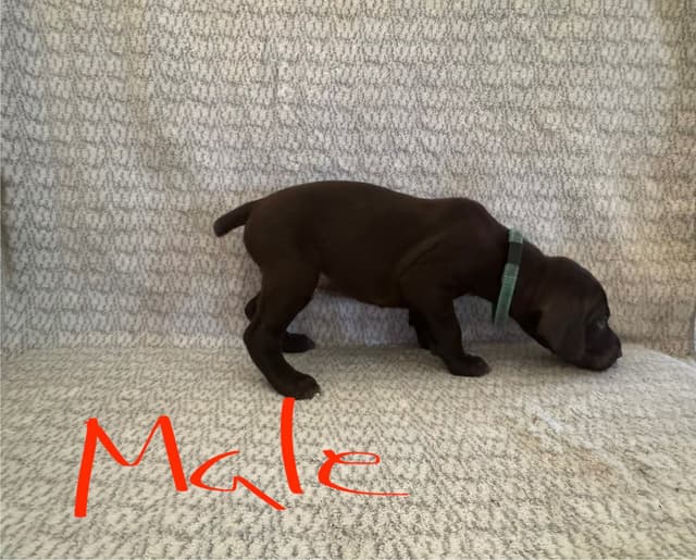 German Shorthaired Pointer Puppies media 9