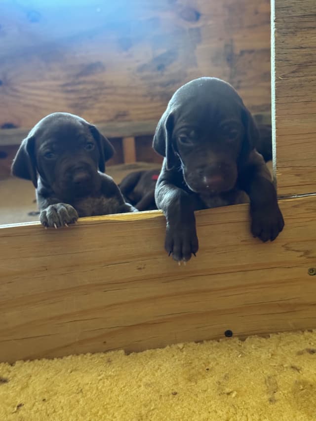 German Shorthaired Pointer Puppies media 10