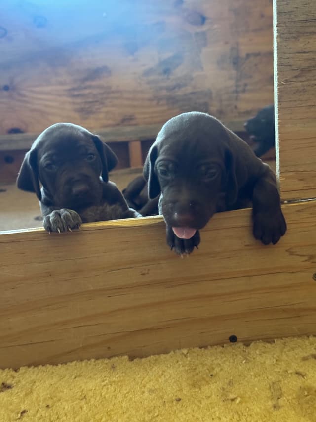 German Shorthaired Pointer Puppies media 11