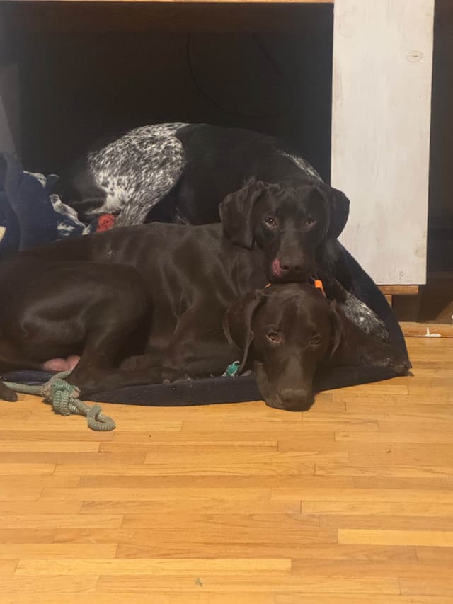 German Shorthaired Pointer Puppies media 13