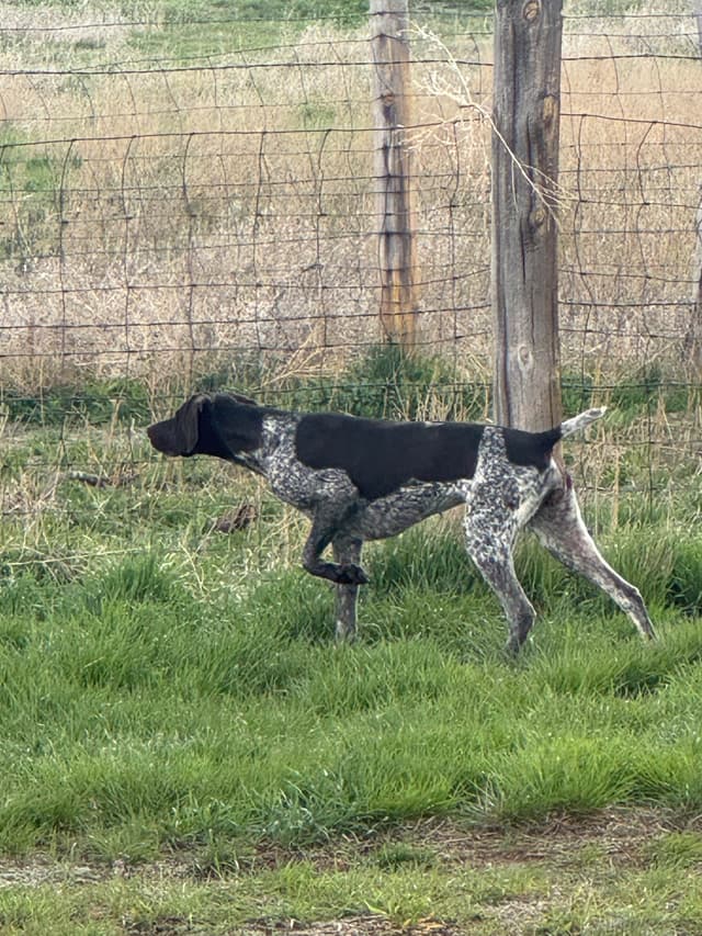 German Shorthaired Pointer Puppies media 15