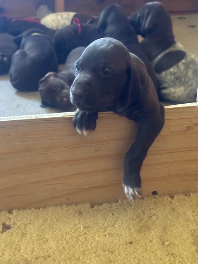 German Shorthaired Pointer Puppies media 12