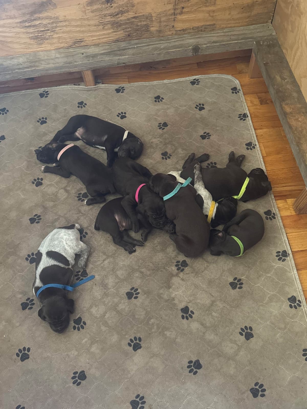 German Shorthaired Pointer Puppies breeder image 4
