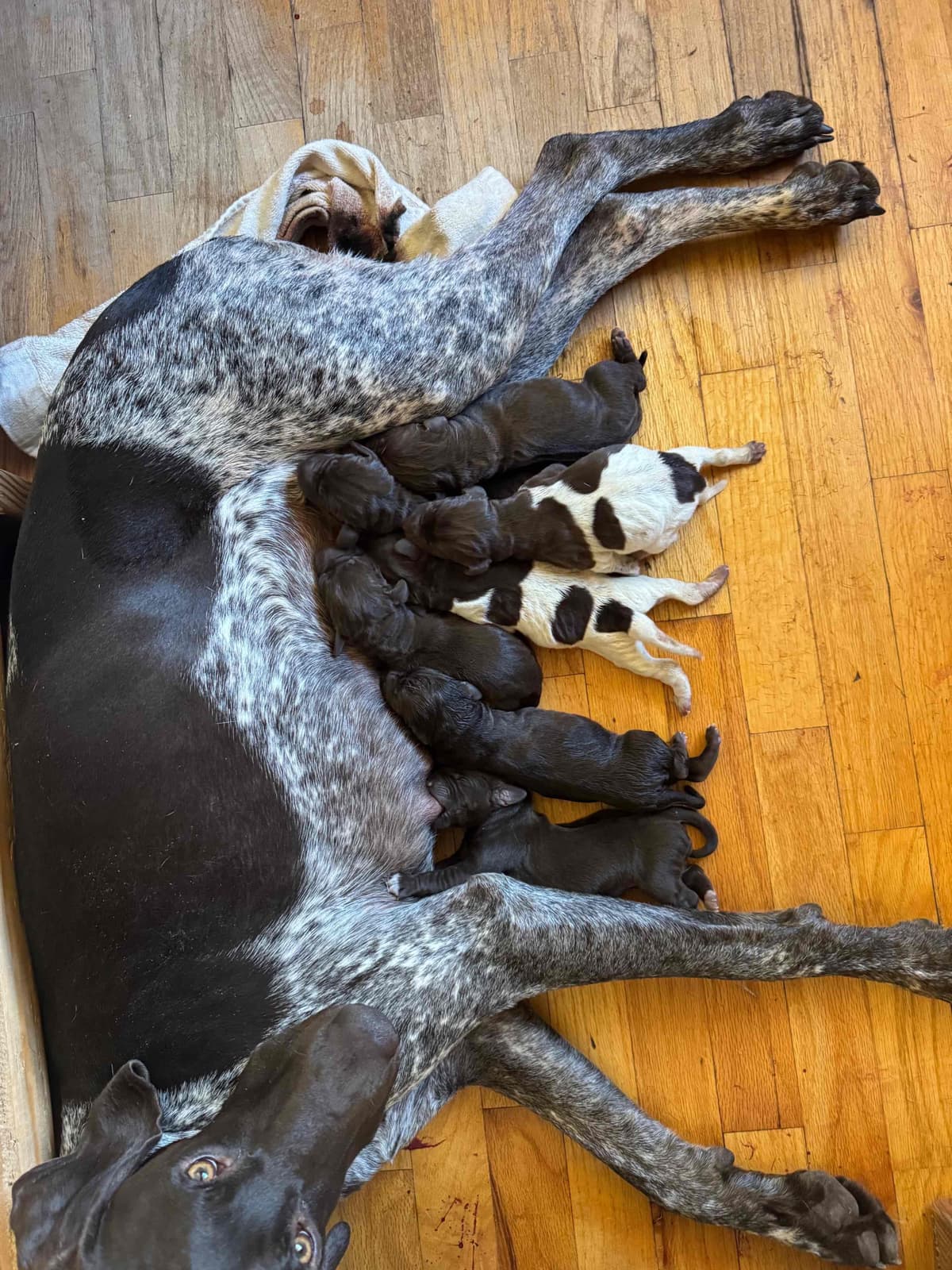 German Shorthaired Pointer Puppies breeder image 5