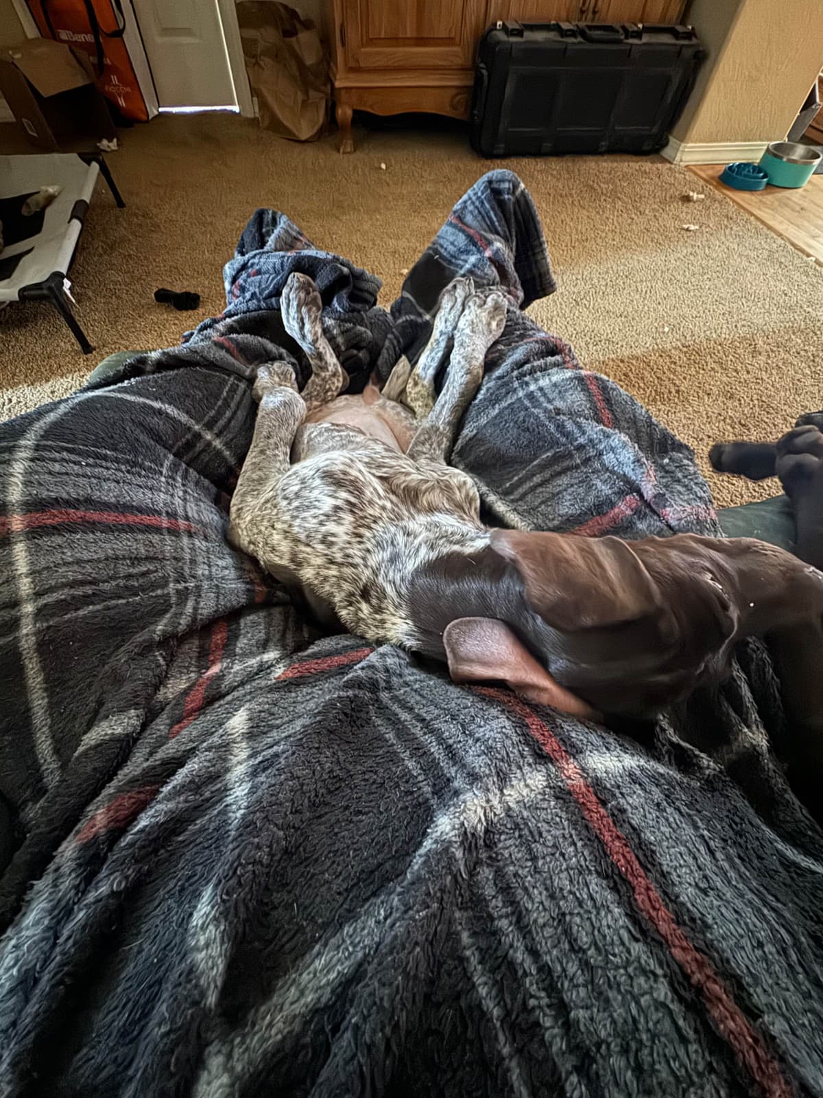 German Shorthaired Pointer Puppies breeder image 6