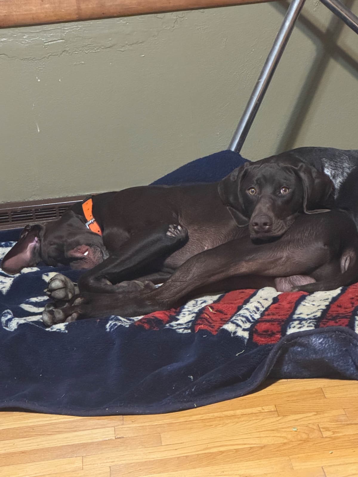German Shorthaired Pointer Puppies breeder image 8