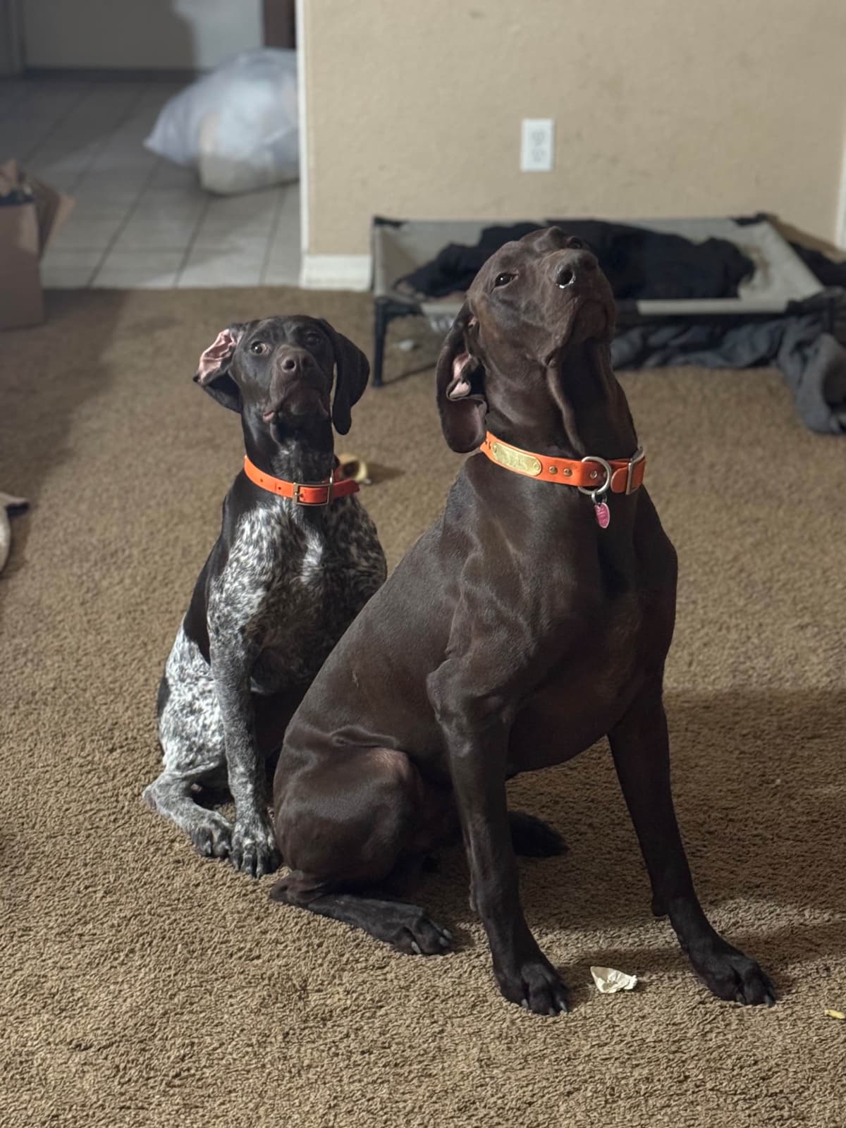 German Shorthaired Pointer Puppies breeder image 9