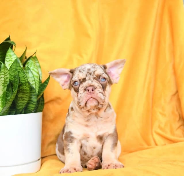 Genetic Health Tested❤️French Bulldog Pups❤️Text or call 717-837-9127 media 2