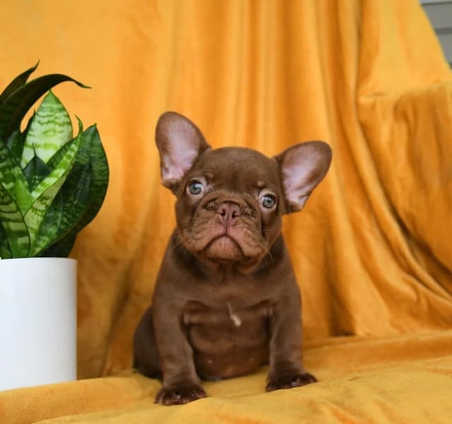 Genetic Health Tested❤️French Bulldog Pups❤️Text or call 717-837-9127 media 4