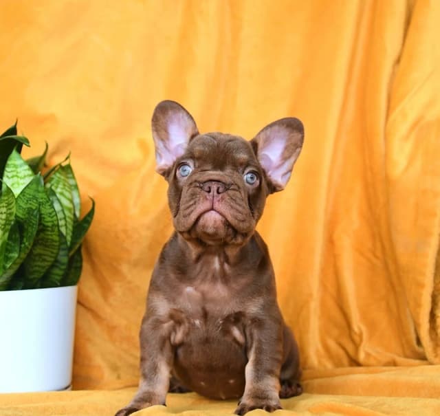 Genetic Health Tested❤️French Bulldog Pups❤️Text or call 717-837-9127 media 3