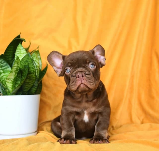 Genetic Health Tested❤️French Bulldog Pups❤️Text or call 717-837-9127 media 5