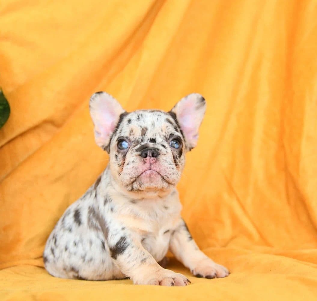 Genetic Health Tested❤️French Bulldog Pups❤️Text or call 717-837-9127 breeder image 2