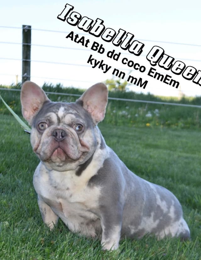 Genetic Health Tested❤️French Bulldog Pups❤️Text or call 717-837-9127 media 6