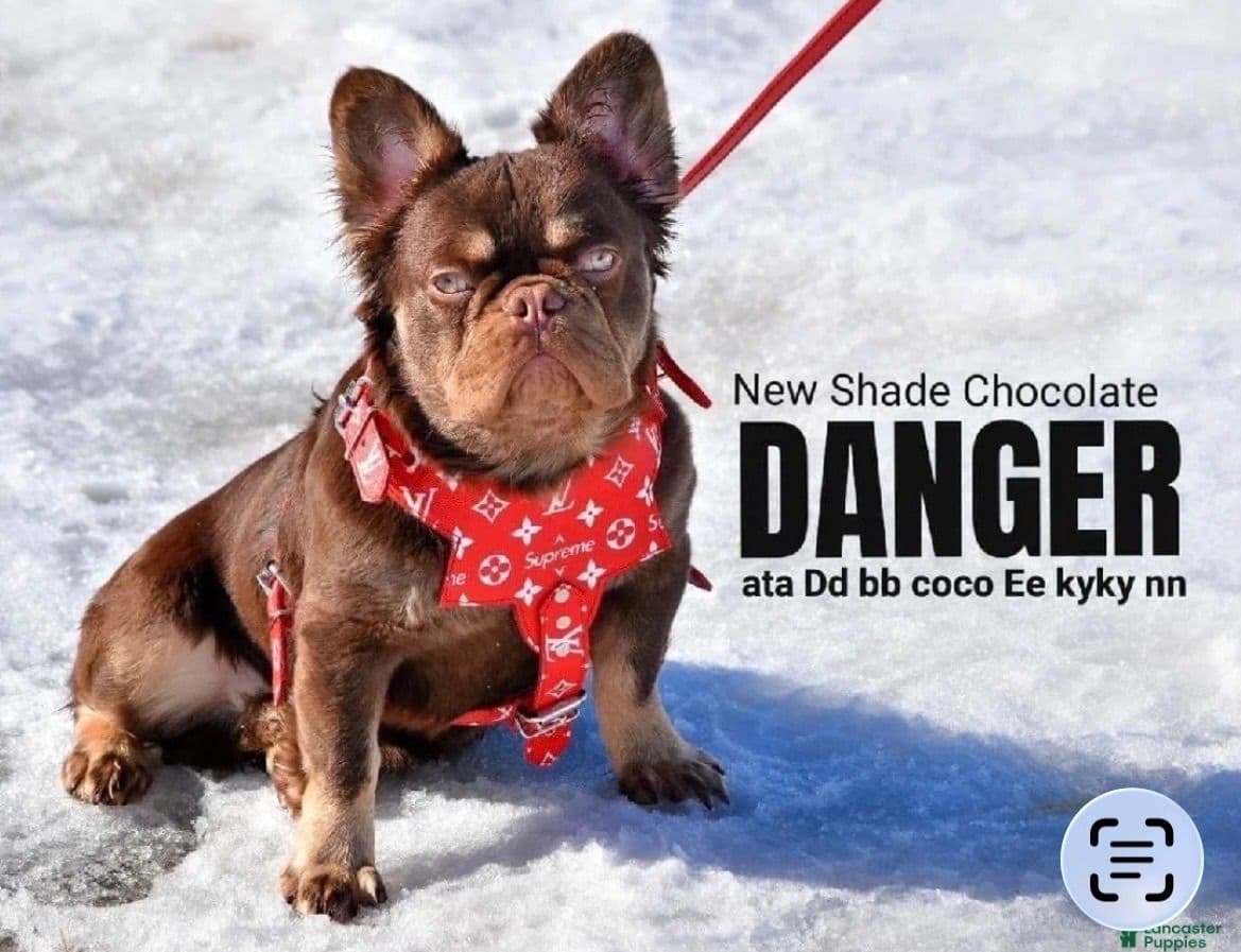 Genetic Health Tested❤️French Bulldog Pups❤️Text or call 717-837-9127 breeder image 4